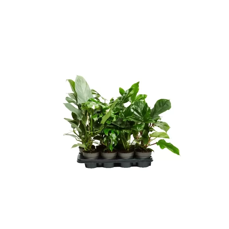 Philodendron mix 14Ø 45cm Ichtus Plants