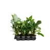 Philodendron mix 14Ø 45cm Ichtus Plants
