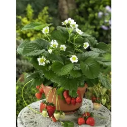 Fragaria ananassa BELTRAN