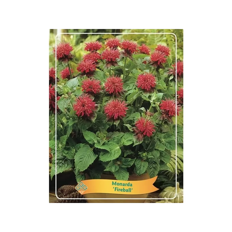Monarda - monarda FIREBALL