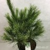 Tankiažiedė pušis - Pinus densiflora OCULUS DRACONIS