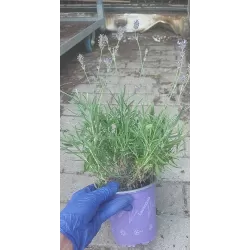 Tikroji levanda - Lavandula angustifolia MUNSTEAD