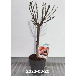 Nektarinas (nykštukinis) - Prunus persica nucipersica PATIOBOMEN NECTARINE