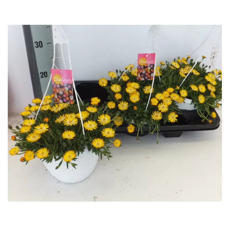 copy of Delosperma cooperi