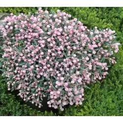 Siauralapė balžuva - Andromeda polifolia