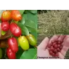 Gausiažiedis žilakrūmis - Elaeagnus multiflora