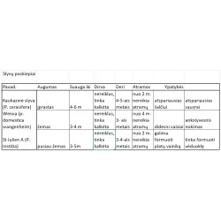 Naminė slyva (posk. kaukazinė slyva) - Prunus domestica VIOLETA MAŽAS LIKUTIS