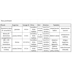 Naminė slyva - Prunus domestica LAMA