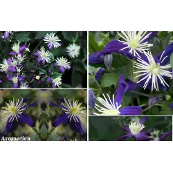 Clematis AROMATICA
