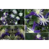 Clematis AROMATICA