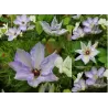 Plačiažiedė raganė - Clematis patens IVAN OLSSON