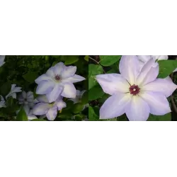 Clematis IVAN OLSSON