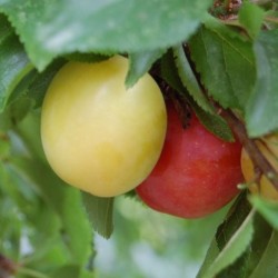 Vyšninė (KAUKAZINĖ) slyva - Prunus cerasifera