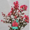 Indinė krausva - Lagerstroemia indica Fuchsia D'été