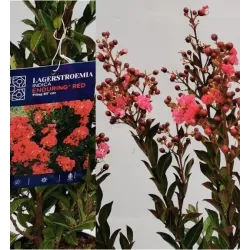 Užsisakyk augalus pavasariui jau dabar