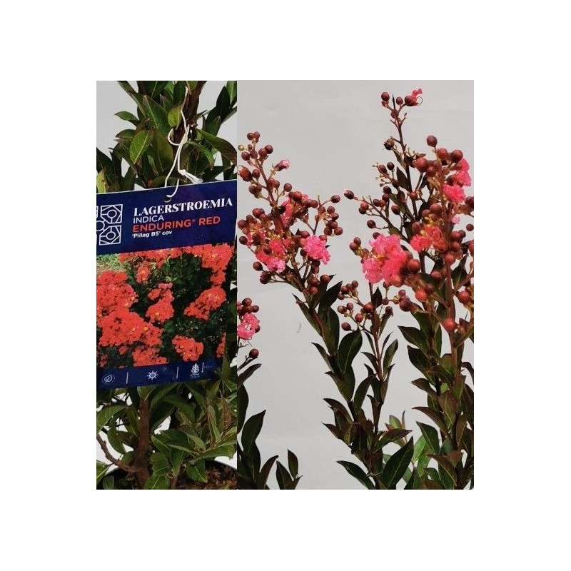 Lagerstroemia indica DEN DR