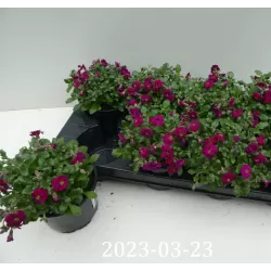 Daugiametės gėlės internetu su pristatymu į namus