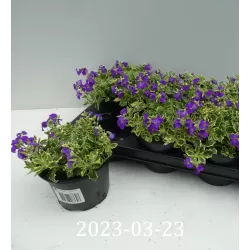 Daugiametės gėlės internetu su pristatymu į namus