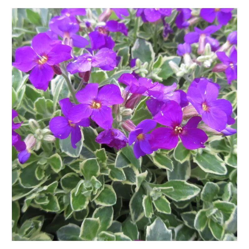 Daugiametės gėlės internetu su pristatymu į namus