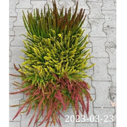 Paprastasis viržis - Calluna vulgaris  Mėgsta gerai nudrenuotą rūgščią dirvą, saulėtą vietą.