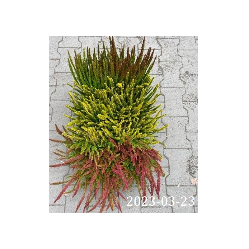 Paprastasis viržis - Calluna vulgaris  Mėgsta gerai nudrenuotą rūgščią dirvą, saulėtą vietą.