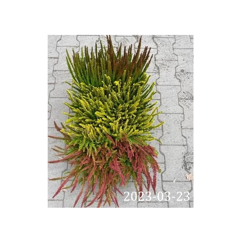 Paprastasis viržis - Calluna vulgaris Mėgsta gerai nudrenuotą rūgščią dirvą, saulėtą vietą.