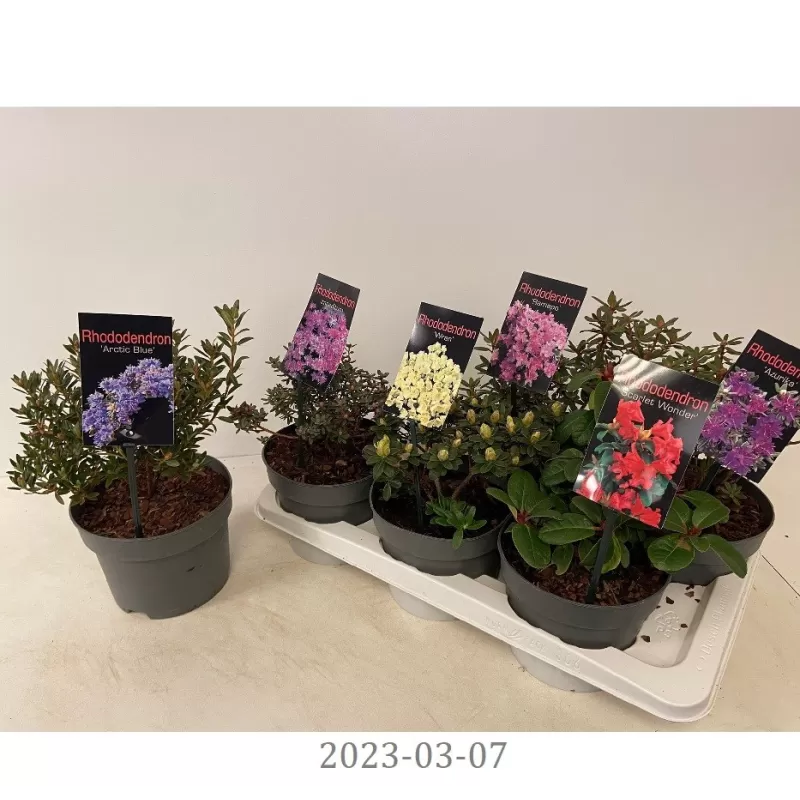 copy of Dwarf rhododendron