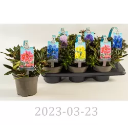 copy of Dwarf rhododendron