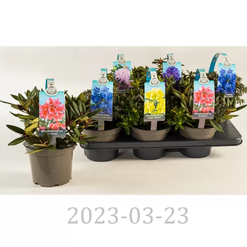 Nykštukiniai rododendrai - Rhododendron mini MIX