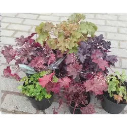 Alūnių Peach Flambe sodinukai su pristatymu į namus