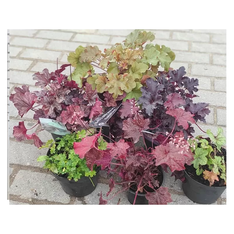 Alūnių Peach Flambe sodinukai su pristatymu į namus