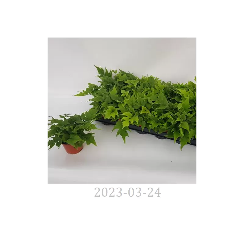 Papartis (lauko) - Cyrtomium fortunei var. clivicola