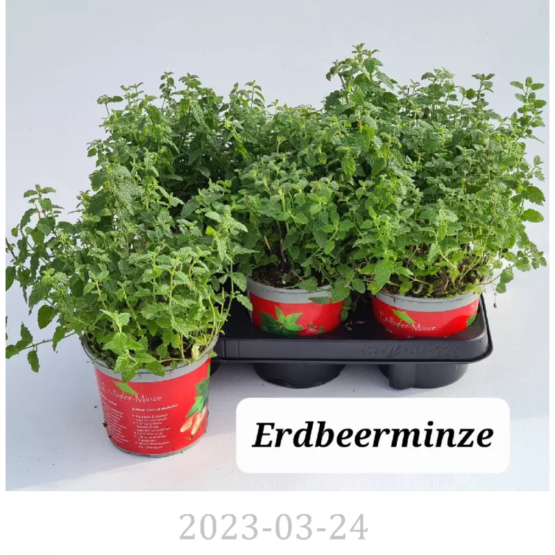 Žemuoginė mėta - Mentha spicata ERDBEERMINZE