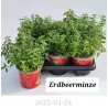 Žemuoginė mėta - Mentha spicata ERDBEERMINZE