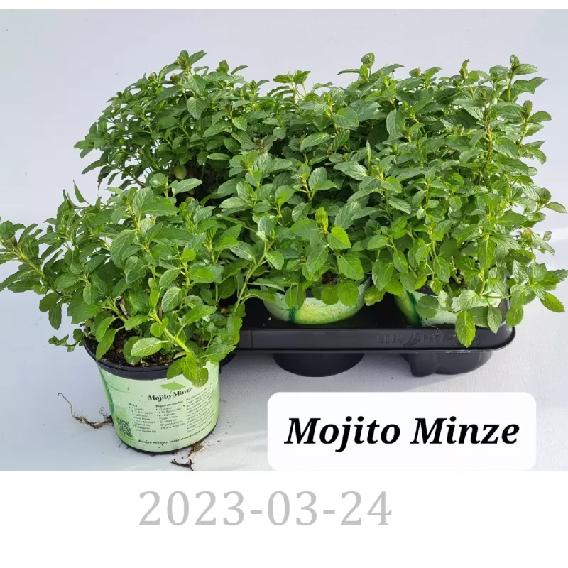 Mohito mėta - Mentha spicata MOHITOMINZE