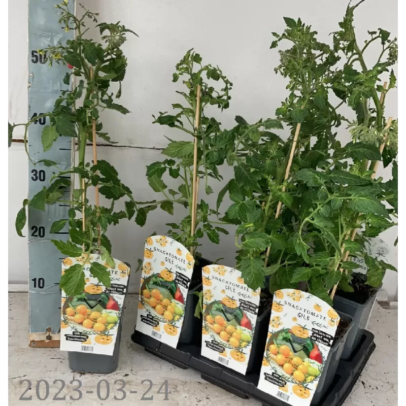 Geltonieji vyšniniai pomidoriukai - Solanum lycopersicum SNACKOMATE GELB
