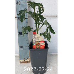 copy of Geltonieji vyšniniai pomidoriukai - Solanum...