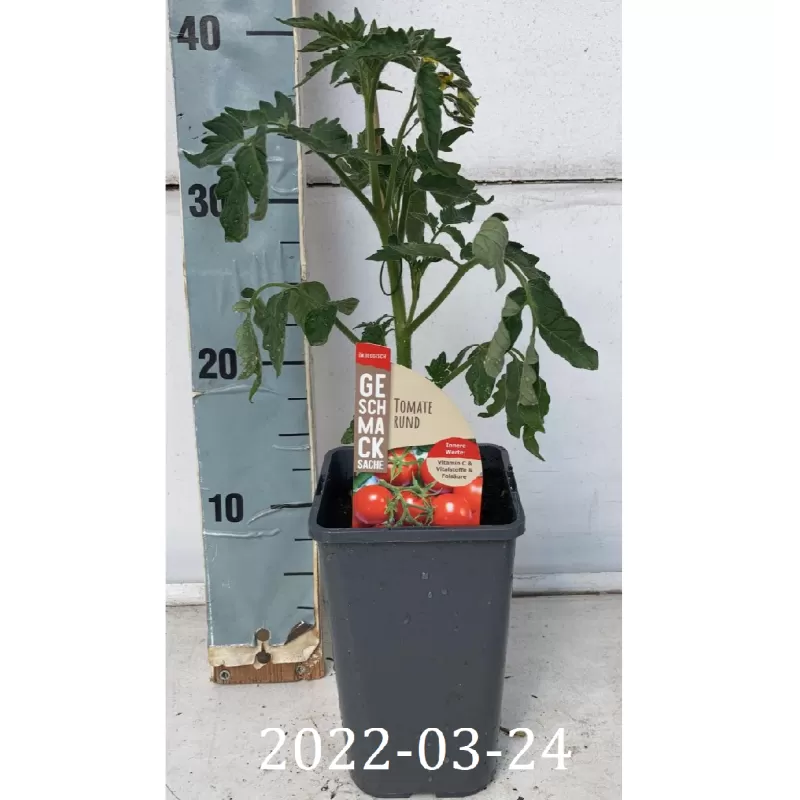Nykštukiniai vyšniniai pomidoriukai - Solanum lycopersicum TOMATO RUND MINIMATO