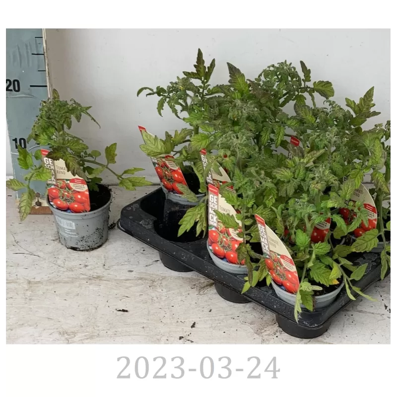 copy of Geltonieji vyšniniai pomidoriukai - Solanum lycopersicum SNACKOMATEGELB