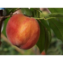 Persikas - Prunus persica ISKRA