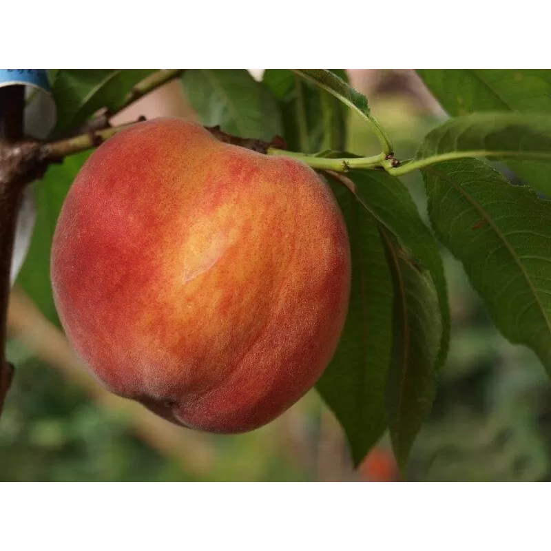 Peach - Prunus persica ISKRA