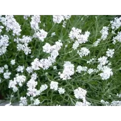 Lavandula EDELWEISS
