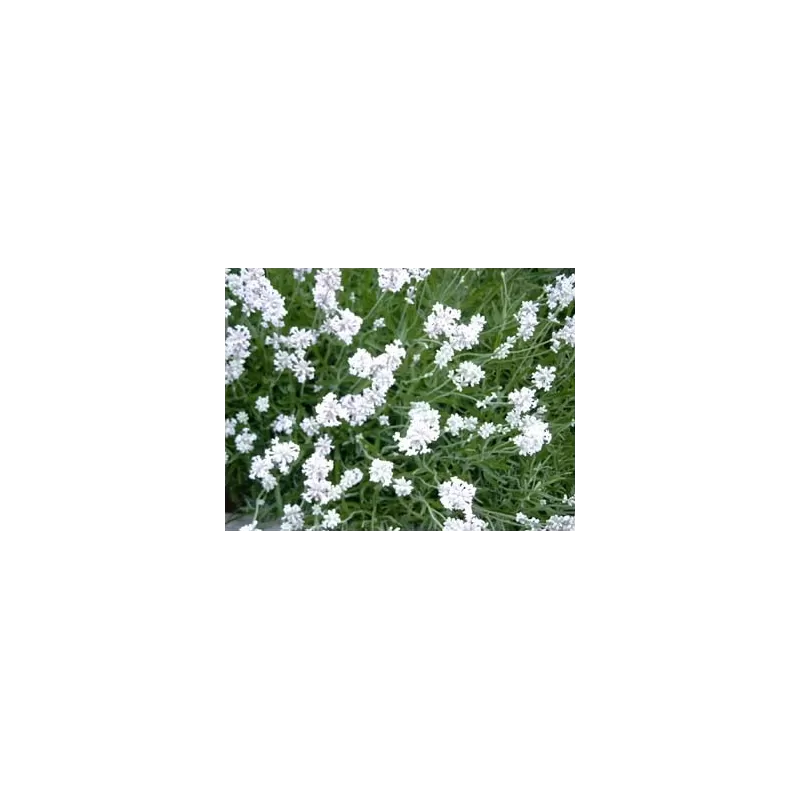 Lavandula EDELWEISS