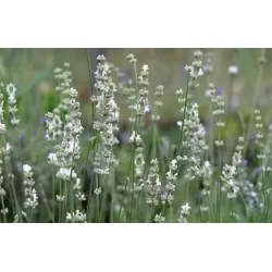 Levanda (baltažiedė f.) - Lavandula EDELWEISS