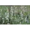 Lavandula EDELWEISS