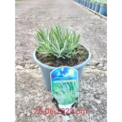 Lavandula EDELWEISS