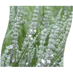 Levanda (baltažiedė f.) - Lavandula EDELWEISS