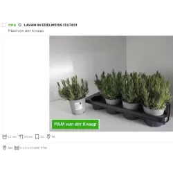 Levanda (baltažiedė f.) - Lavandula EDELWEISS