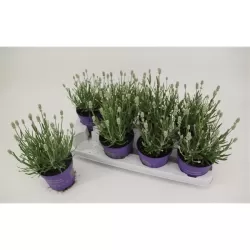 Lavandula EDELWEISS