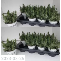 Levanda (baltažiedė f.) - Lavandula EDELWEISS